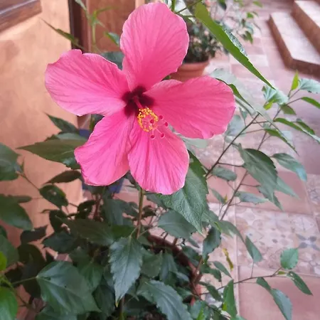 Aparthotel Hacienda